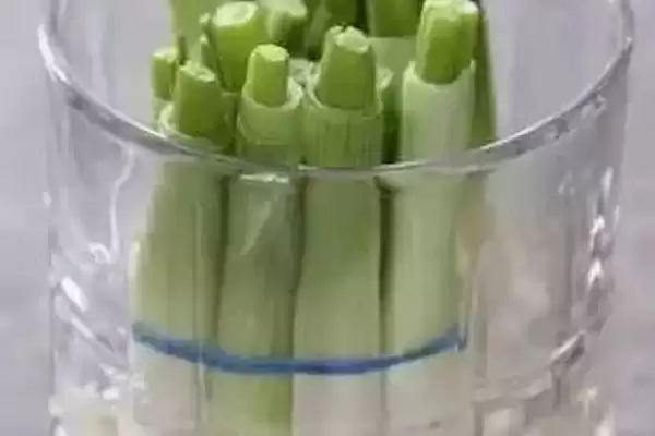 葱有哪些保存的方法和方式呢,葱的保存方法插图4 葱有哪些保存的方法和方式呢,葱的保存方法插图4
