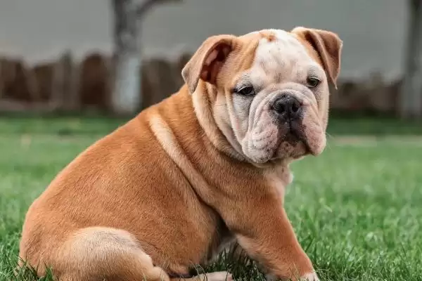 斗牛犬的种类划分,斗牛犬的种类在不同国家有何特点插图1