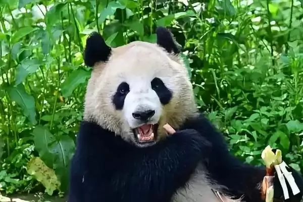 大熊猫尾巴的颜色情况,大熊猫的尾巴的颜色是什么颜色插图2 大熊猫尾巴的颜色情况,大熊猫的尾巴的颜色是什么颜色插图2