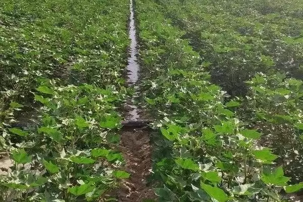 棉花滴灌不同肥料滴施方式不同施肥方法解析插图4