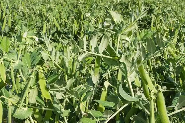 北方什么时候种豌豆比较好呢,北方何时种豌豆好插图2
