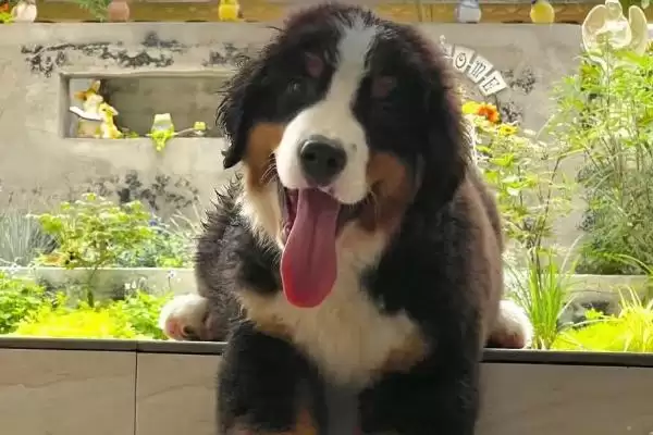 伯恩山犬有哪些基本情况呢,伯恩山犬简介插图2 伯恩山犬有哪些基本情况呢,伯恩山犬简介插图2