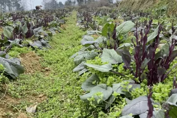 菜苔怎么进行选种呢及要点呢,菜苔怎么选种插图1