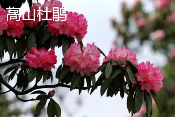 杜鹃花的分类情况,杜鹃花的分类有哪些常见的种类插图7