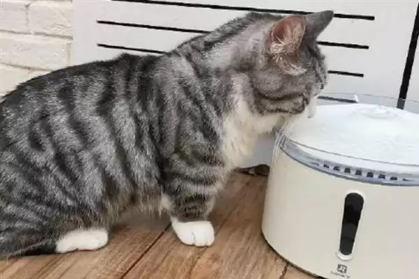 去除猫尿骚味选何吸味猫砂？插图5