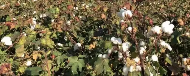 生育期134天鄂杂棉11F1种子详细信息全介绍-会东网