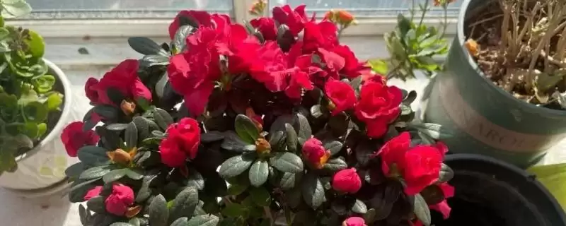 杜鹃花的分类情况,杜鹃花的分类有哪些常见的种类-会东网