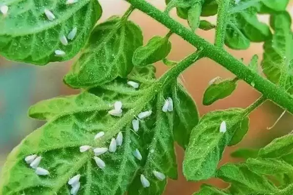 吃黄瓜叶的飞虫是什么和种类呢,吃黄瓜叶的飞虫是什么插图3