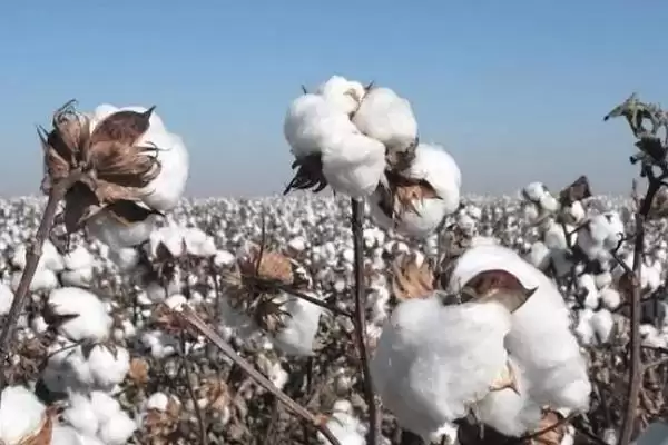 锦葵科棉属植物棉花是什么详细信息全解析插图1 锦葵科棉属植物棉花是什么详细信息全解析插图1