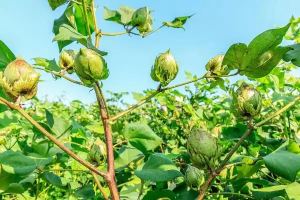 机械损伤未受精致棉花蕾铃脱落主要原因解析插图1