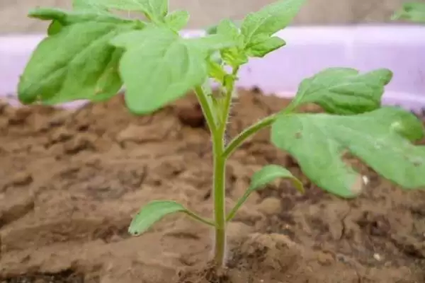 番茄苗嫁接的植物,番茄苗能嫁接哪些种类的植物作物插图9 番茄苗嫁接的植物,番茄苗能嫁接哪些种类的植物作物插图9
