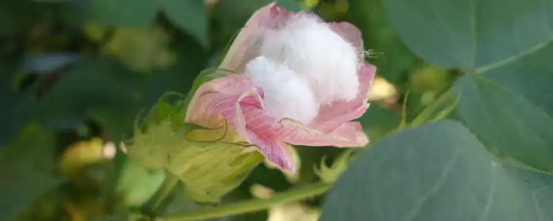 生育期140天新海38号棉花种子详细全介绍-会东网