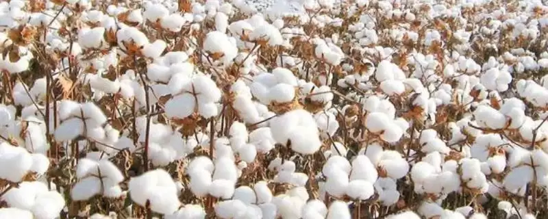 棉花分播种期苗期蕾期花铃期吐絮期生长阶段-会东网