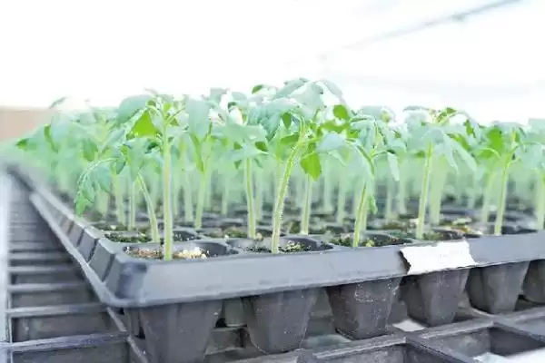 番茄苗嫁接的植物,番茄苗能嫁接哪些种类的植物作物插图7 番茄苗嫁接的植物,番茄苗能嫁接哪些种类的植物作物插图7