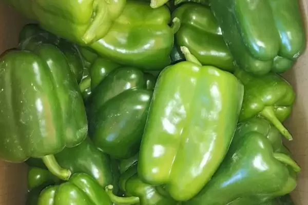 菜椒的播种时间在什么时候呢,菜椒的播种时间插图2