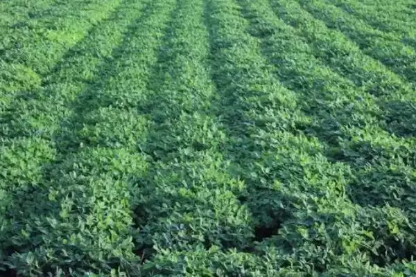 花生常见虫害蛴螬棉铃虫蚜虫类型全解析插图15