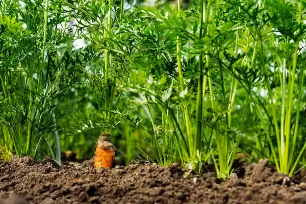 反季节胡萝卜种植,反季节种植胡萝卜的方法有哪些插图2