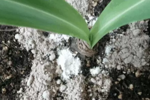 地里蜗牛的去除方法措施,地里蜗牛太多如何进行去除插图2
