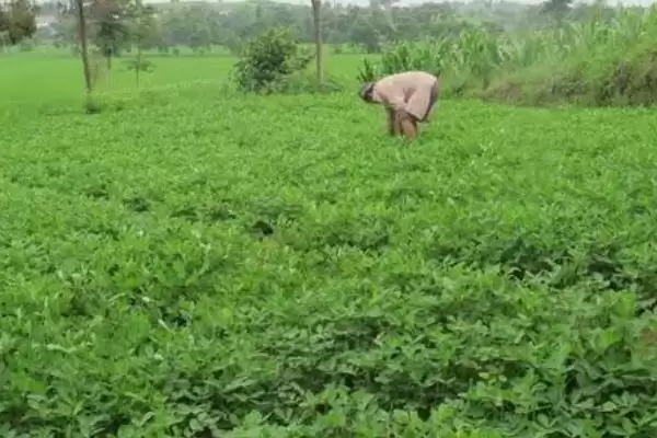 花生常见虫害蛴螬棉铃虫蚜虫类型全解析插图14