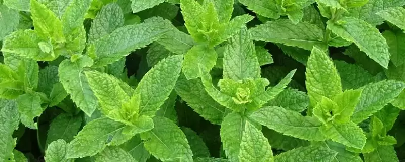 薄荷与猫薄荷有哪些方面的区别呢,薄荷与猫薄荷有什么区别-会东网