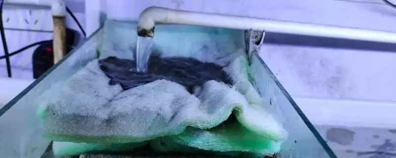 鱼缸过滤棉脏了及时清洗多久洗一次详细解答-会东网