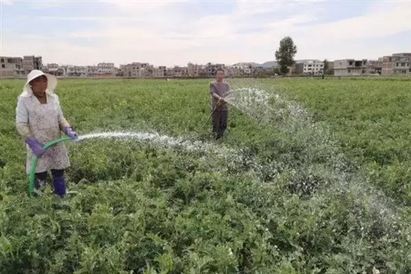 种植蚕豆行距30厘米株距多少？插图3