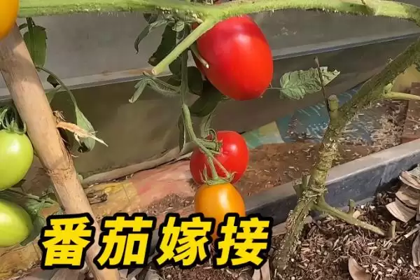 番茄苗嫁接的植物,番茄苗能嫁接哪些种类的植物作物插图2 番茄苗嫁接的植物,番茄苗能嫁接哪些种类的植物作物插图2