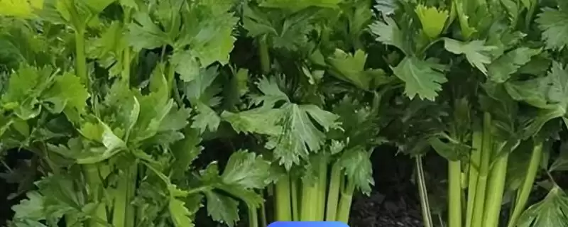 冬天大棚芹菜育苗时间,冬天大棚芹菜育苗在何时进行-会东网