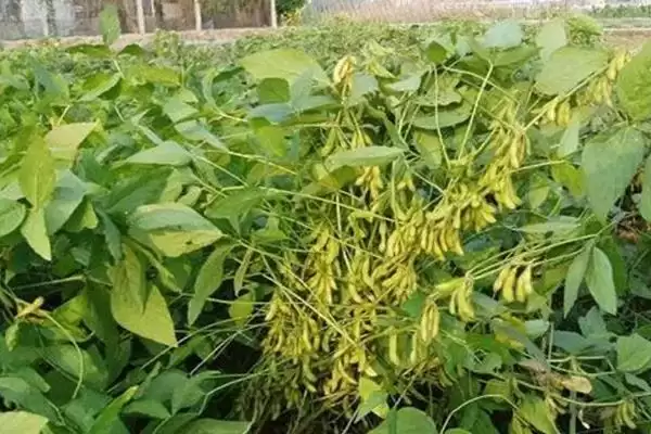 蒙科豆19大豆种的生育期有多少天？插图1