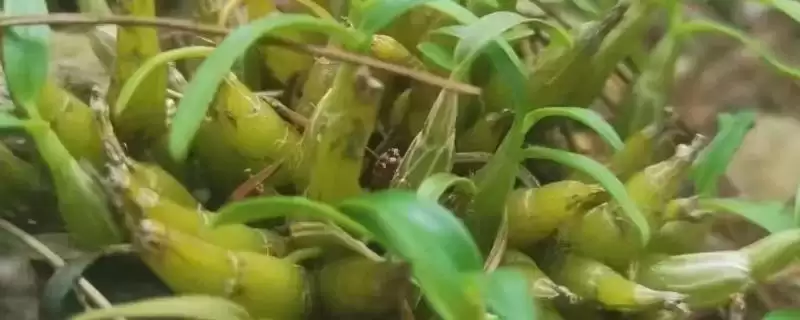 耳环石斛的基本介绍,耳环石斛一般是指哪种石斛植物-会东网