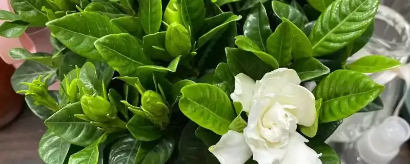 冬季栀子花黄叶处理方法,冬季栀子花黄叶干枯掉叶怎么处理-会东网