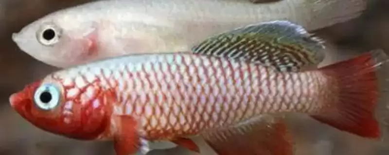 粉红佳人鳉鱼饲养,粉红佳人鳉鱼好不好养和饲养难度插图 粉红佳人鳉鱼饲养,粉红佳人鳉鱼好不好养和饲养难度插图