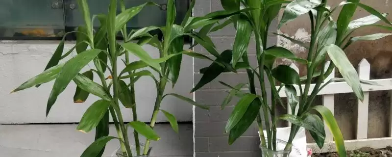 冬季富贵竹枯萎的处理,冬季富贵竹越来越枯萎怎么进行处理插图 冬季富贵竹枯萎的处理,冬季富贵竹越来越枯萎怎么进行处理插图