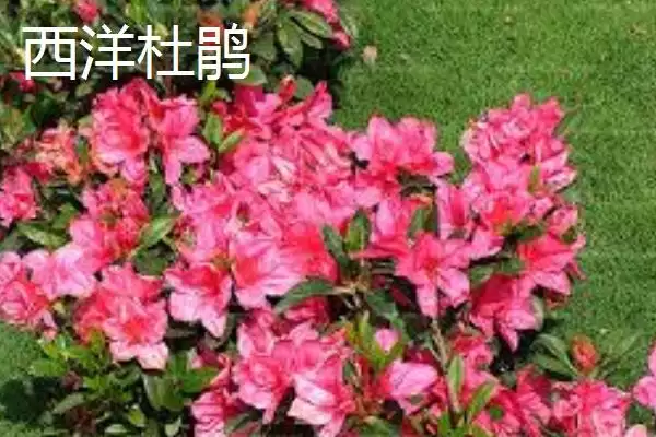 杜鹃花的分类情况,杜鹃花的分类有哪些常见的种类插图1
