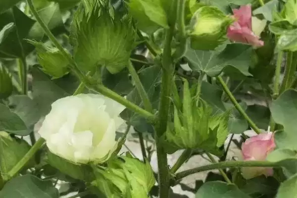 江淮江汉平原南疆棉区等适合棉花种植区域解插图3