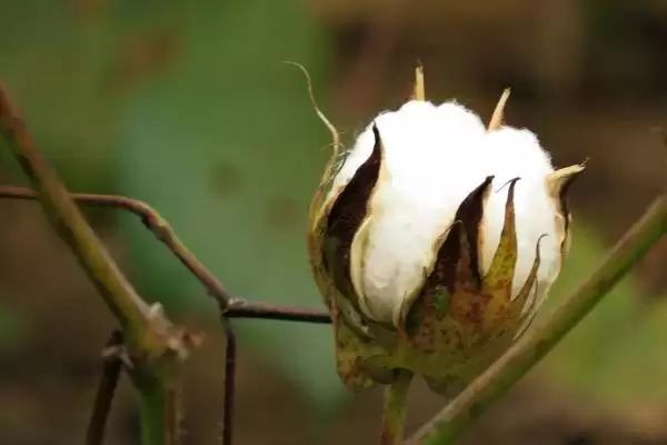 绿亿棉19棉花种子依预测预报防病虫害要点插图1 绿亿棉19棉花种子依预测预报防病虫害要点插图1