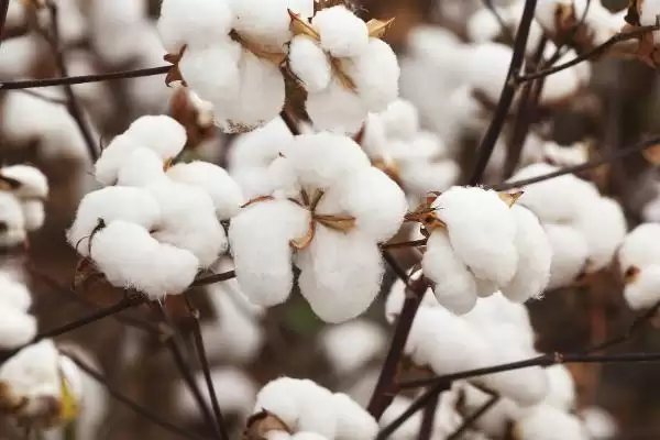 购审定品种有保障如何选择棉花品种全解析插图5