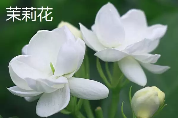 不怕太阳晒的盆栽植物有哪些呢,不怕太阳晒的盆栽植物有哪些插图2 不怕太阳晒的盆栽植物有哪些呢,不怕太阳晒的盆栽植物有哪些插图2