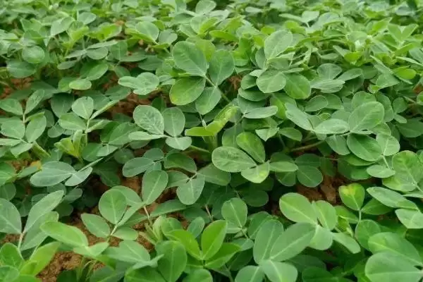 花生常见虫害蛴螬棉铃虫蚜虫类型全解析插图12