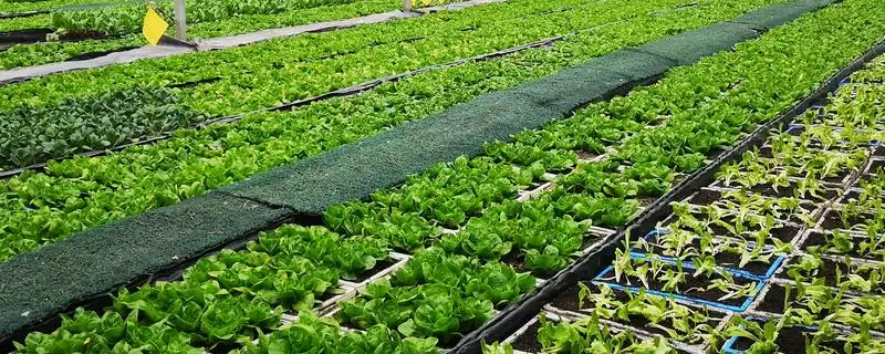 种植蔬菜选叶面肥有何注意点?-会东网