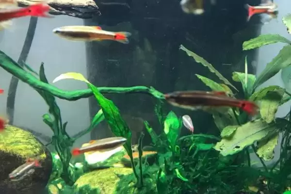 白云金丝鱼体型,白云金丝鱼成年后体型是多大插图2 白云金丝鱼体型,白云金丝鱼成年后体型是多大插图2