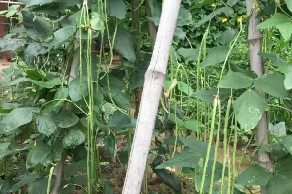 秋豆角在北方通常何时进行种植？插图6