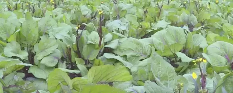 菜苔怎么进行选种呢及要点呢,菜苔怎么选种-会东网