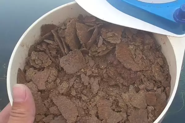 菜籽油饼打窝的效果好不好呢,菜籽油饼打窝好不好插图1