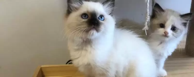 布偶猫的养殖方法和要点是啥,布偶猫怎么养-会东网