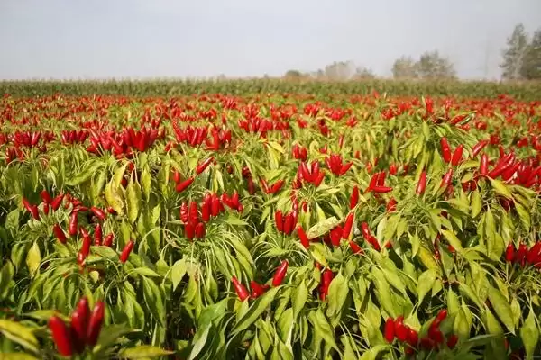 朝天椒的种植技术和方法是怎样呢,朝天椒的种植技术插图3 朝天椒的种植技术和方法是怎样呢,朝天椒的种植技术插图3