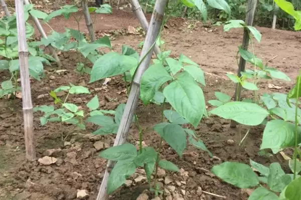 秋豆角在北方通常何时进行种植？插图5