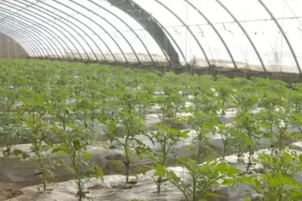 番茄苗嫁接的植物,番茄苗能嫁接哪些种类的植物作物插图1 番茄苗嫁接的植物,番茄苗能嫁接哪些种类的植物作物插图1