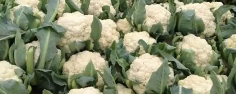 宝塔花椰菜的育苗技术要点有哪些呢,宝塔花椰菜的育苗技术要点插图 宝塔花椰菜的育苗技术要点有哪些呢,宝塔花椰菜的育苗技术要点插图