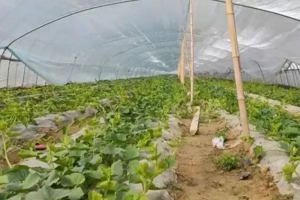 冬季蔬菜大棚放风原因,冬季蔬菜大棚需要放风的原因是什么插图8 冬季蔬菜大棚放风原因,冬季蔬菜大棚需要放风的原因是什么插图8
